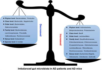 Roles of Gut Microbiota in the Regulation of Hippocampal Plasticity, Inflammation, and Hippocampus-Dependent Behaviors